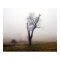 Winter Tree in Foggy Meadow #2