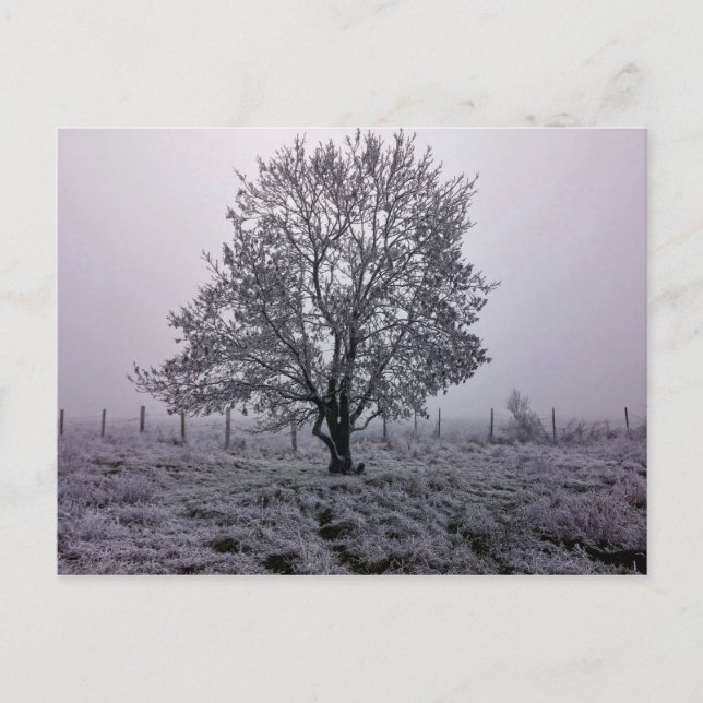 Winter Tree Landscape Postcard (Front)