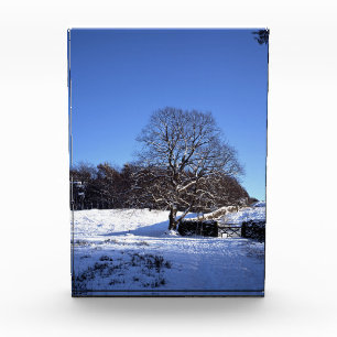 Winter Tree Lyme Park Holiday Card Poster Photo Block