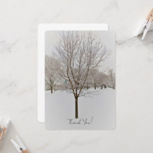Winter Tree Photography