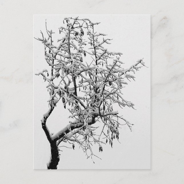 Winter Tree Postcard (Front)