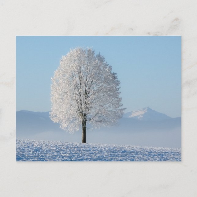 Winter Tree Postcard (Front)