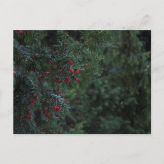 Winter Tree Postcard