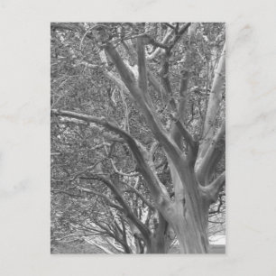 Winter Tree Postcard