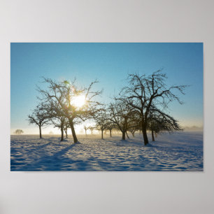 Winter Tree `s by sunrise - - Poster