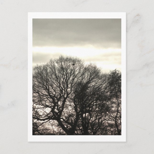 Winter Trees: Cheshire Postcard (Front)