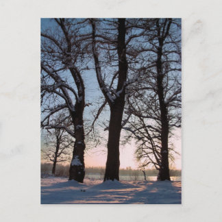 Winter trees on  blue sky background postcard