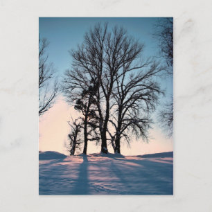 Winter trees on blue sky background postcard