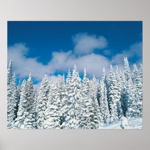 Winter trees, Steamboat, Colorado, USA Poster