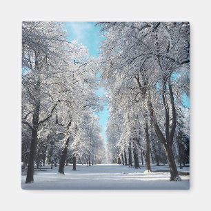 winter walk in the park magnet