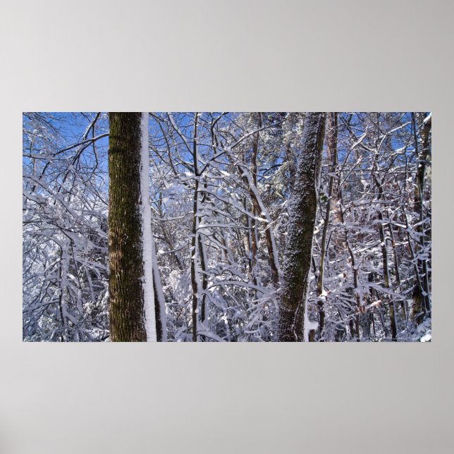 Winter Wall Ice and Snow Trees Poster (Front)