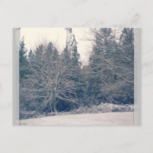 Winter White Postcard