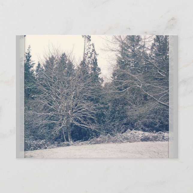 Winter White Postcard (Front)