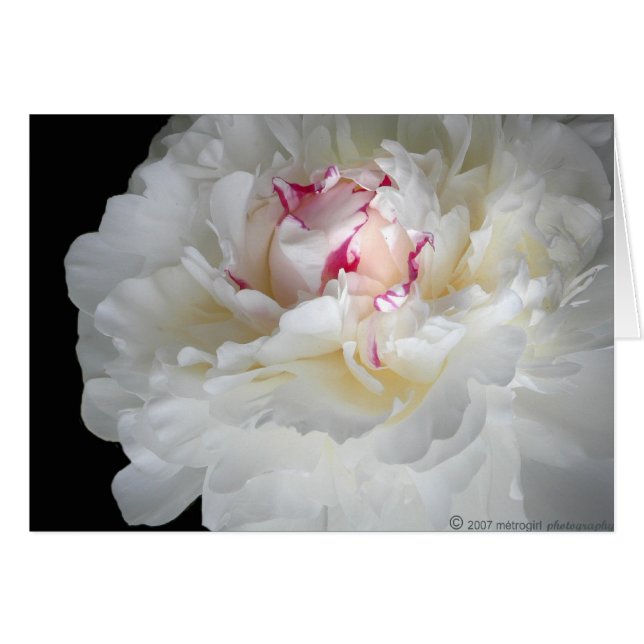 winter-white shiver (Front Horizontal)