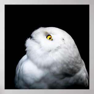 Winter White Snowy Owl Poster