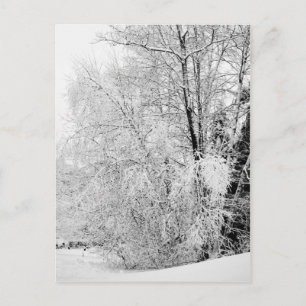 Winter Whites Postcard
