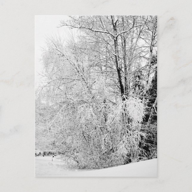 Winter Whites Postcard (Front)