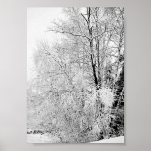 Winter Whites Print