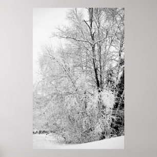 Winter Whites Print