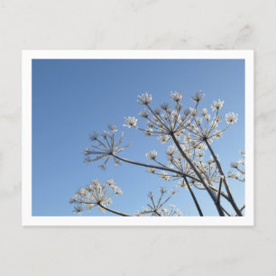 Winter Wildflowers Postcard