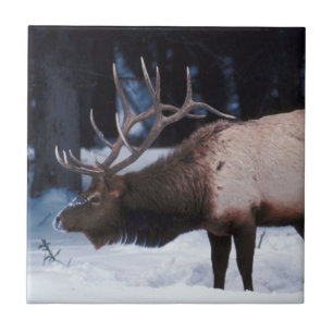 Winter Wildlife With Antlers In The Snow Ceramic Tile