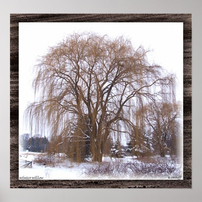 Winter Willow- Matted Poster (Front)