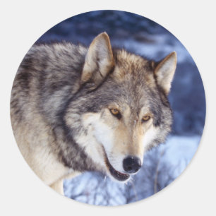 Winter Wolf 2 Classic Round Sticker