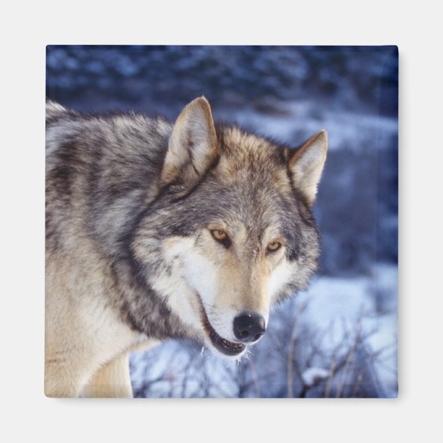 Winter Wolf 2 Magnet (Front)