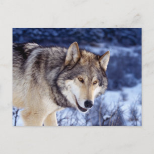 Winter Wolf 2 Postcard