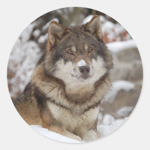 Winter Wolf Classic Round Sticker