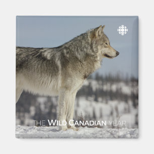 Winter - Wolf Magnet