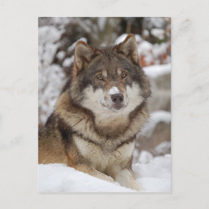 Winter Wolf Postcard