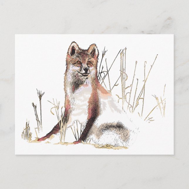Winter Wolf Postcard (Front)