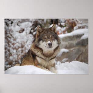 Winter Wolf Poster