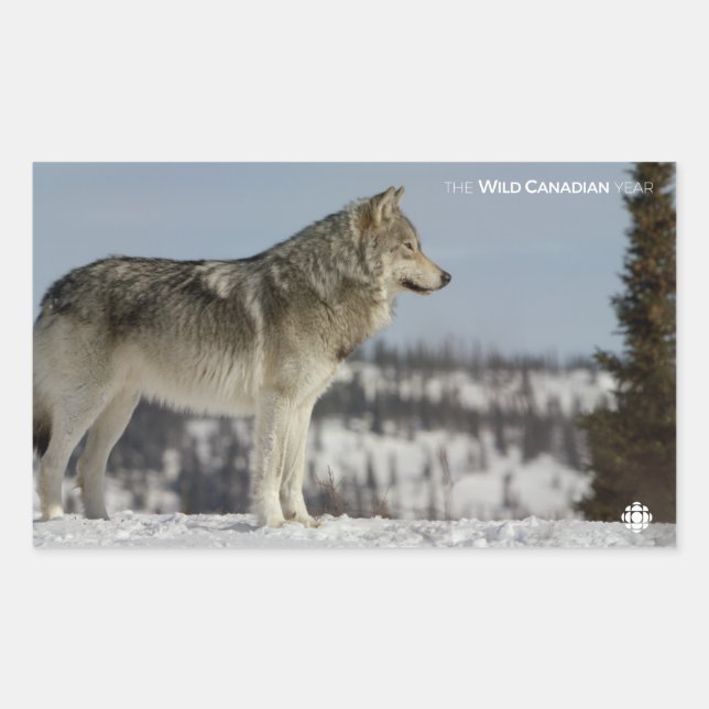 Winter - Wolf Rectangular Sticker (Front)