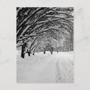 WINTER WONDER POSTCARD