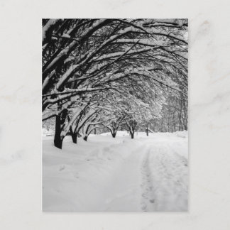 WINTER WONDER POSTCARD