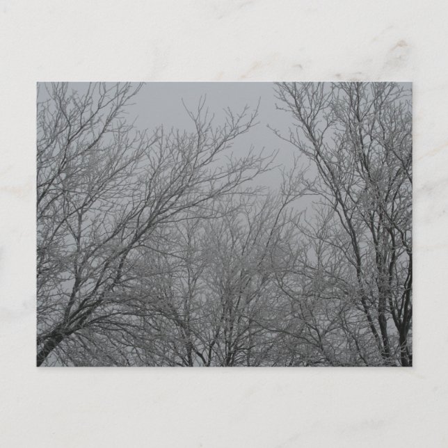 Winter Wonderland Postcard (Front)