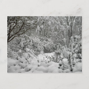 Winter Wonderland Woods in the Snow Photo Postcard