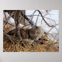 Winter Woodland Feral Cat Print
