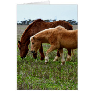 Winter Woolly Horses,