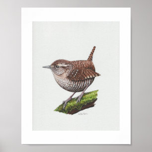 Winter Wren Art Print