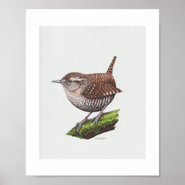 Winter Wren Art Print (Front)