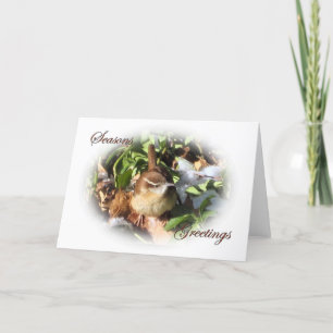 Winter Wren Holiday Card