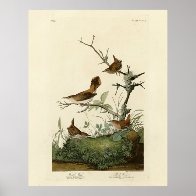 Winter Wren, Rock Wren, Audubon's Birds of America Poster (Front)
