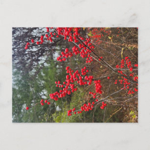 Winterberry Postcard
