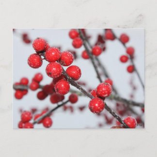 Winterberry Postcard