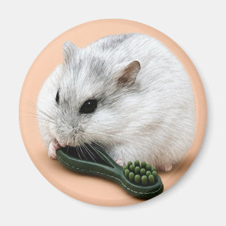 Winterberry the hamster chewing on a chew toy  magnet