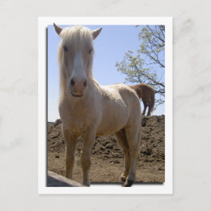 Winterhorse Perspective Postcard