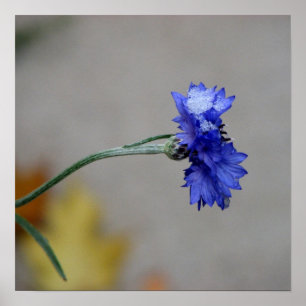 Winter's Chill Poster